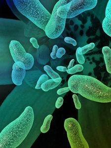 Rates of Salmonella and Campylobacter have increased, according to research.